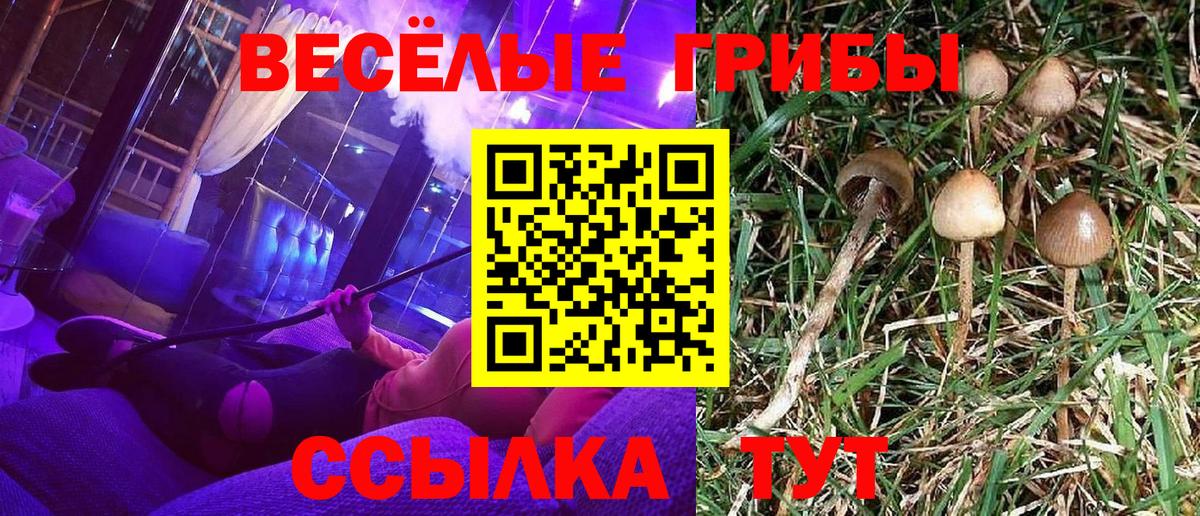 Галлюциногенные грибы Psilocybe Белгород